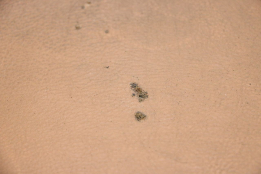 photo de SIEDZENIE SEGWAY NINEBOT E125S 1 (2022 - 2026) - Widok główny