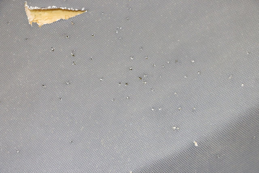 photo de SIEDZENIE TNT MOTOR BOSTON 4T 50 (2018 - 2025) - Zoom stanu zużycia