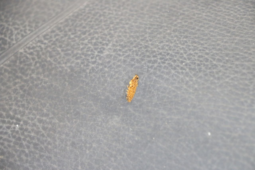 photo de SIEDZENIE PIAGGIO TYPHOON 80 (1994 - 1997) - Zoom stanu zużycia